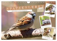 Vorderes Coverbild Gefiederte Gartengäste, Spatzenleben (Wandkalender 2025 DIN A4 quer), CALVENDO Monatskalender