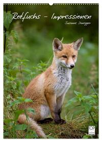 Vorderes Coverbild Rotfuchs - Impressionen (Wandkalender 2025 DIN A2 hoch), CALVENDO Monatskalender