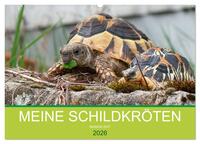 Vorderes Coverbild Meine Schildkröten (Wandkalender 2026 DIN A2 quer), CALVENDO Monatskalender