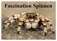 Vorderes Coverbild Faszination Spinnen (Wandkalender 2025 DIN A2 quer), CALVENDO Monatskalender