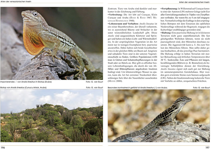 Beispielinhalt (Bild) Anolis