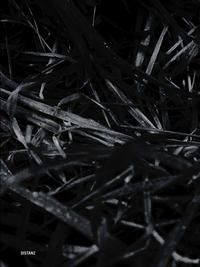 Vorderes Coverbild Last Year’s Nest
