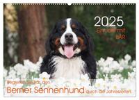 Vorderes Coverbild Ein Jahr mit BÄR. Begleiten Sie Bär, den Berner Sennenhund, durch die Jahreszeiten. (Wandkalender 2025 DIN A2 quer), CALVENDO Monatskalender