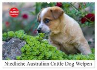 Vorderes Coverbild Niedliche Australian Cattle Dog Welpen (Wandkalender 2025 DIN A2 quer), CALVENDO Monatskalender