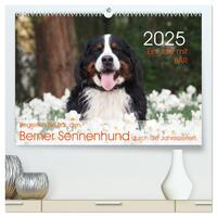 Vorderes Coverbild Ein Jahr mit BÄR. Begleiten Sie Bär, den Berner Sennenhund, durch die Jahreszeiten. (hochwertiger Premium Wandkalender 2025 DIN A2 quer), Kunstdruck in Hochglanz