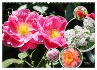 Vorderes Coverbild Rosensommer (Wandkalender 2026 DIN A2 quer), CALVENDO Monatskalender