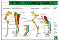 Vorderes Coverbild Vorder- und Hintergliedmaße