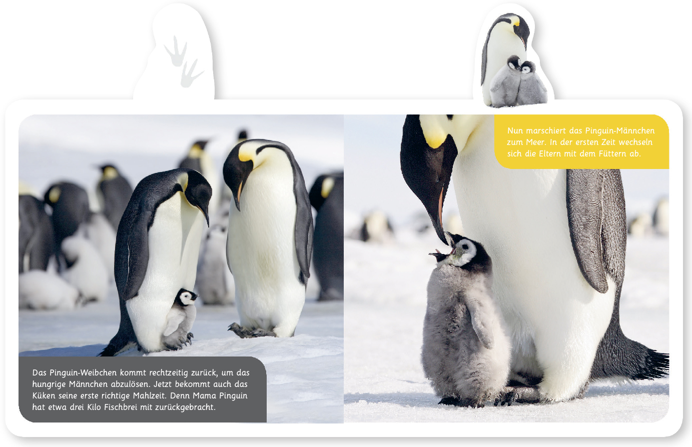 Beispielinhalt (Bild) Der Pinguin