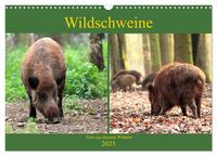 Vorderes Coverbild Wildschweine - Tiere aus unseren Wäldern (Wandkalender 2025 DIN A3 quer), CALVENDO Monatskalender