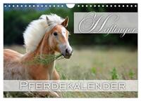 Vorderes Coverbild Haflinger / Geburtstagskalender (Wandkalender 2025 DIN A4 quer), CALVENDO Monatskalender