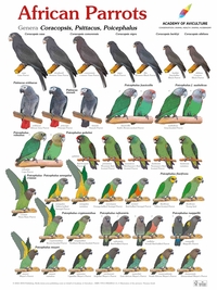 Vorderes Coverbild Poster African Parrots