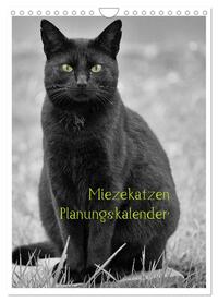 Vorderes Coverbild Miezekatzen Planungskalender (Wandkalender 2025 DIN A4 hoch), CALVENDO Monatskalender