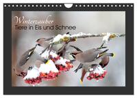 Vorderes Coverbild Winterzauber - Tiere in Eis und Schnee (Wandkalender 2025 DIN A4 quer), CALVENDO Monatskalender