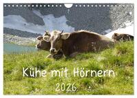 Vorderes Coverbild Kühe mit Hörnern (Wandkalender 2026 DIN A4 quer), CALVENDO Monatskalender