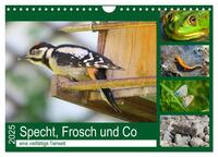 Vorderes Coverbild Specht, Frosch und Co - eine vielfältige Tierwelt (Wandkalender 2025 DIN A4 quer), CALVENDO Monatskalender