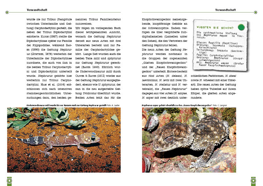 Beispielinhalt (Bild) Der Große Raue Knopfschwanzgecko