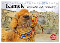 Vorderes Coverbild Kamele. Dromedar und Trampeltier (Tischkalender 2025 DIN A5 quer), CALVENDO Monatskalender