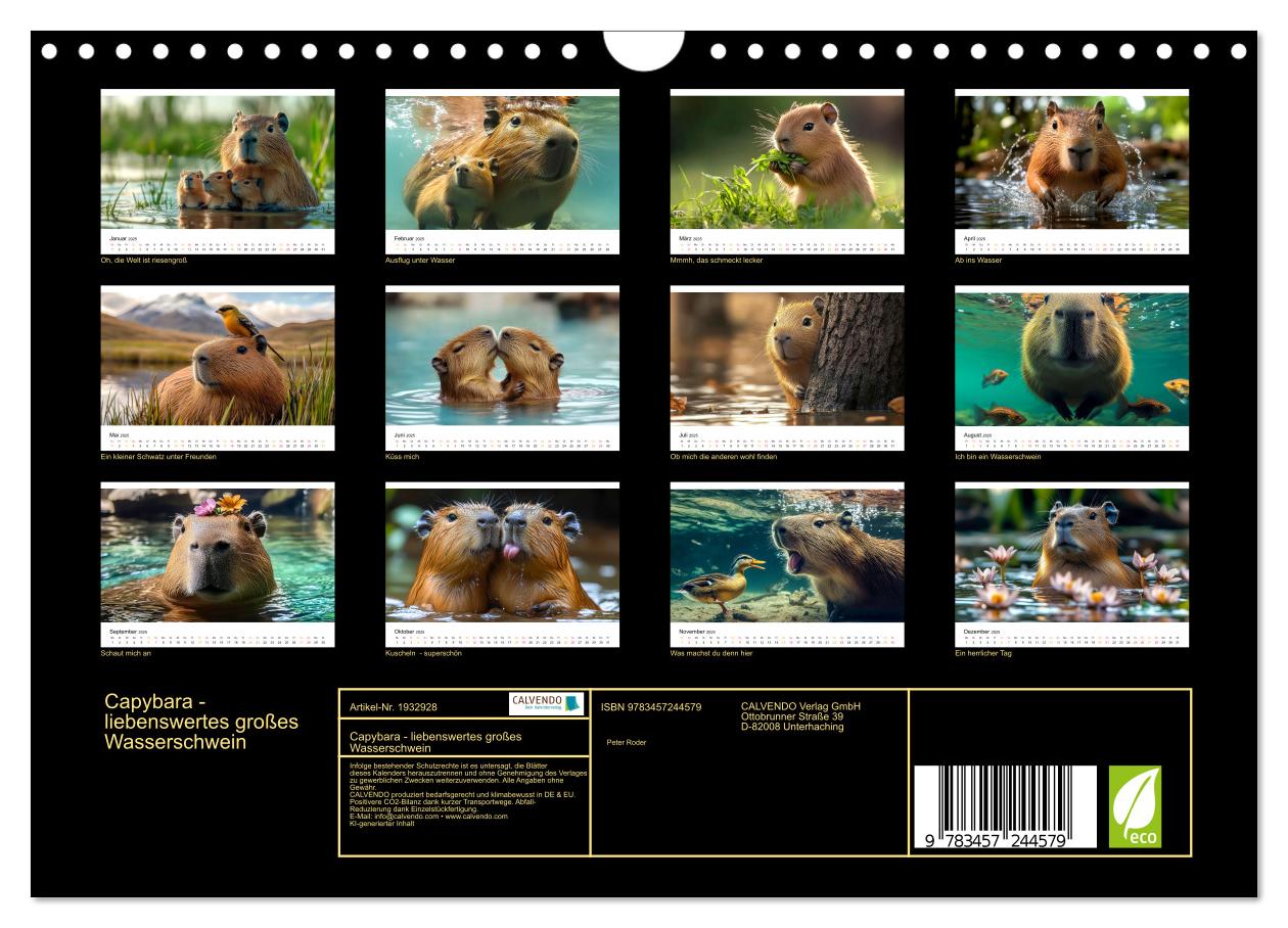 Beispielinhalt (Bild) Capybara - liebenswertes großes Wasserschwein (Wandkalender 2025 DIN A4 quer), CALVENDO Monatskalender