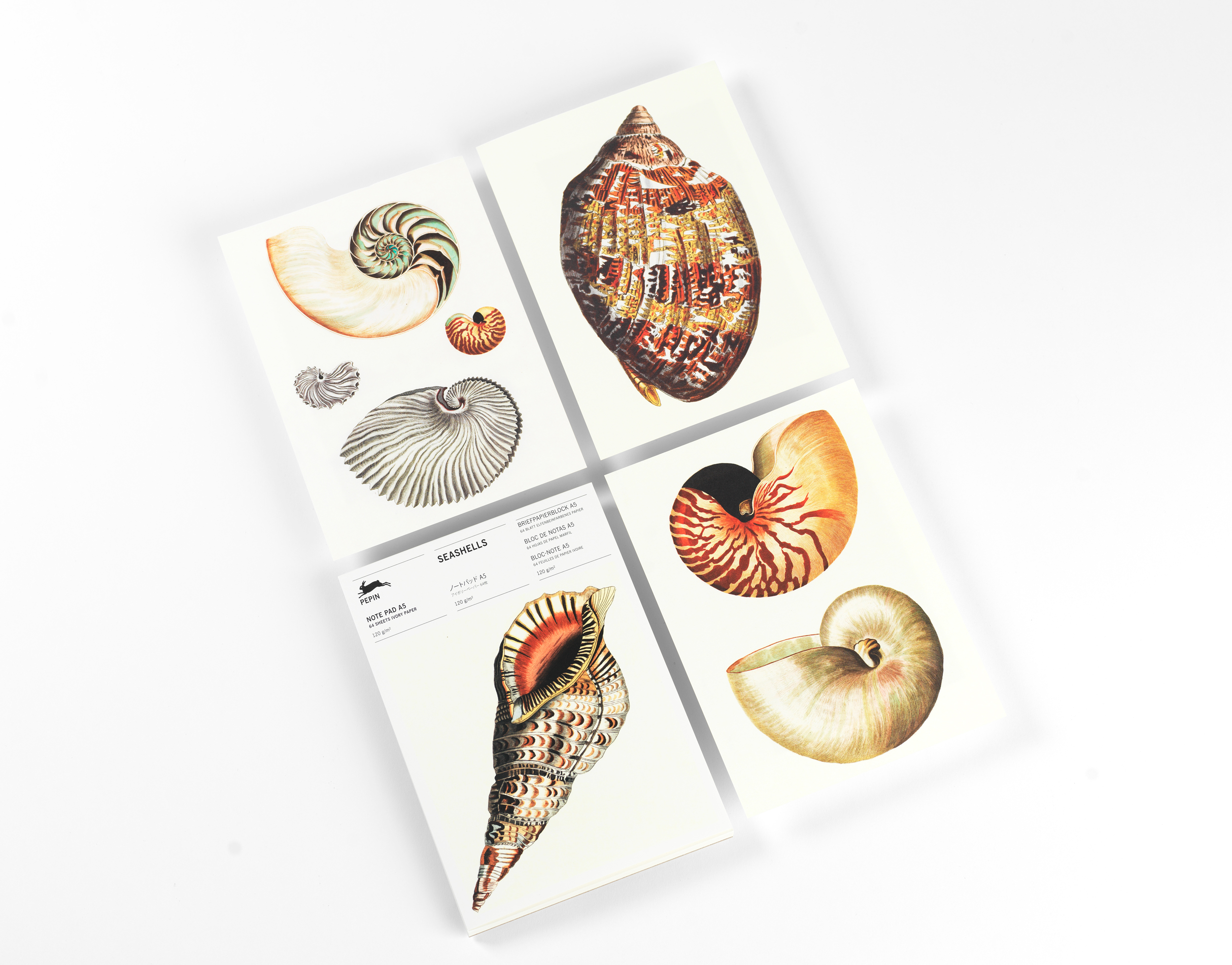Beispielinhalt (Bild) Seashells