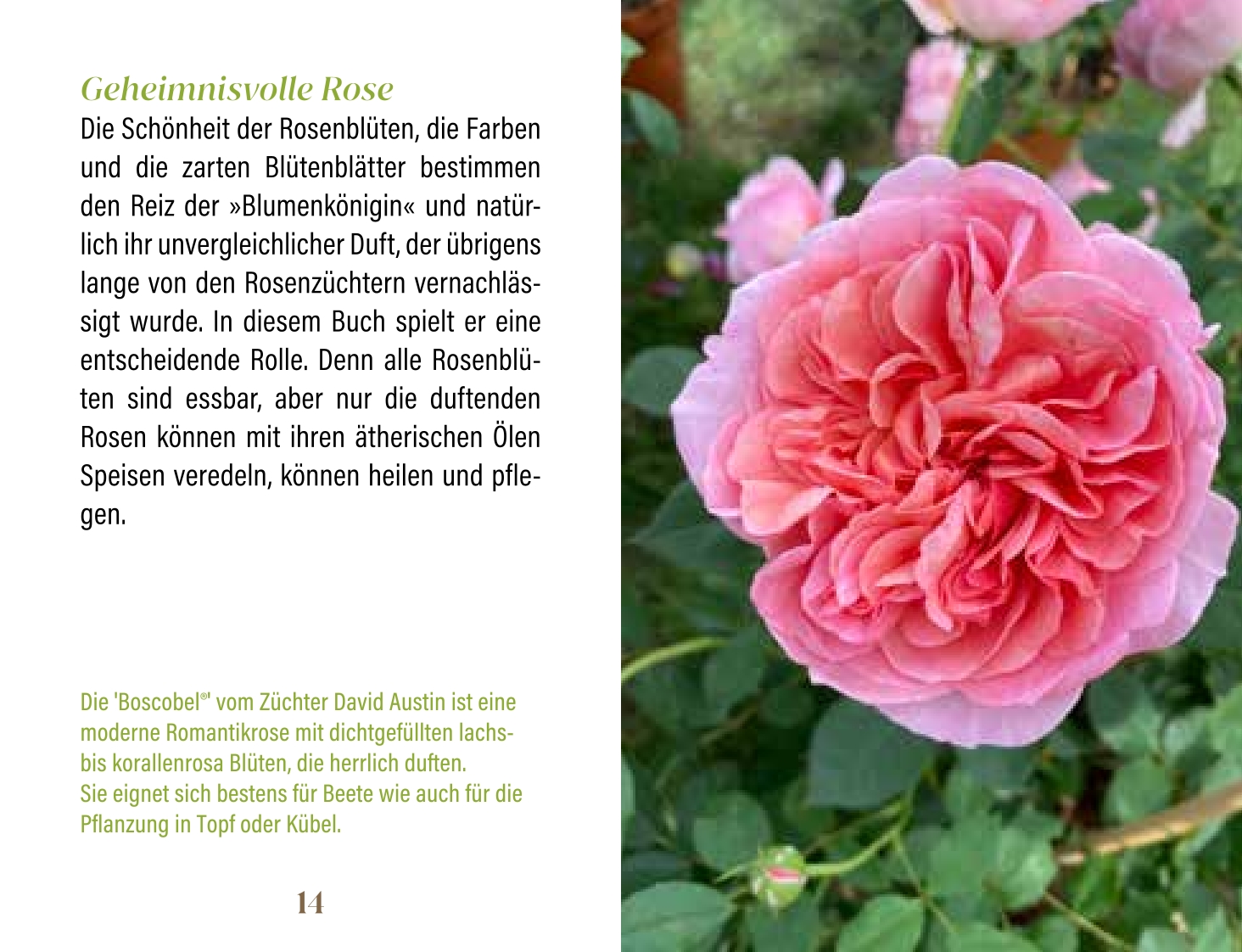 Beispielinhalt (Bild) Rosen für Genießer