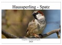 Vorderes Coverbild Haussperling - Spatz fotografiert von Ostfriesenfotografie (Wandkalender 2025 DIN A3 quer), CALVENDO Monatskalender