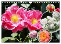 Vorderes Coverbild Rosensommer (Wandkalender 2025 DIN A4 quer), CALVENDO Monatskalender