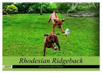 Vorderes Coverbild Rhodesian Ridgeback ein Clown auf 4 Pfoten (Wandkalender 2025 DIN A2 quer), CALVENDO Monatskalender