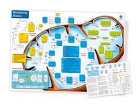 Vorderes Coverbild Biochemie Basics, DIN A4, laminiert