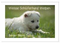 Vorderes Coverbild Weisse Schäferhund Welpen - Berger Blanc Suisse (Wandkalender 2025 DIN A3 quer), CALVENDO Monatskalender