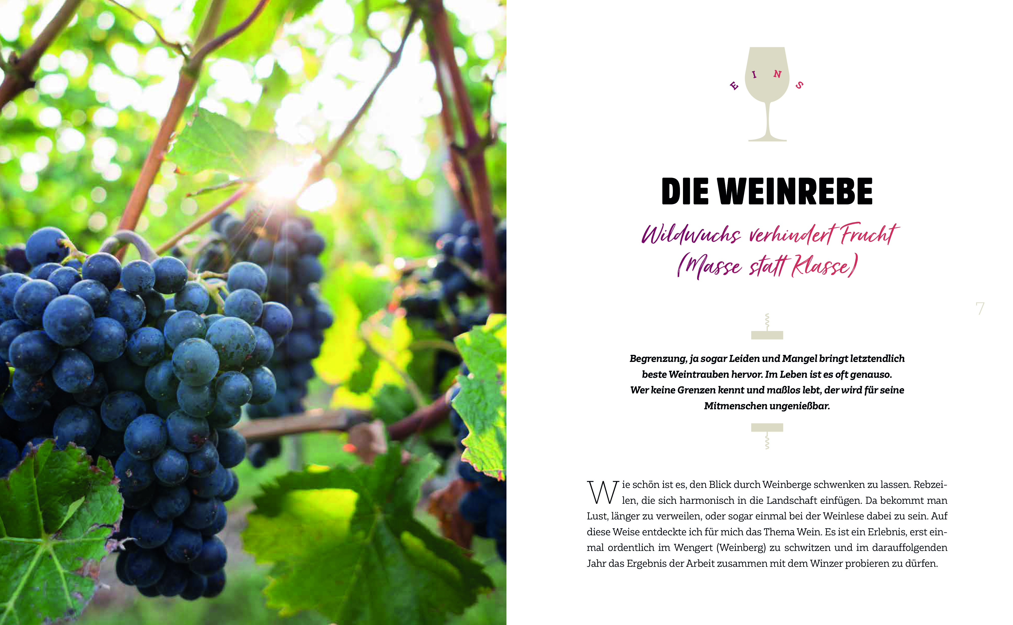 Beispielinhalt (Bild) Wein