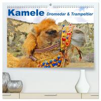 Vorderes Coverbild Kamele • Dromedar & Trampeltier (hochwertiger Premium Wandkalender 2025 DIN A2 quer), Kunstdruck in Hochglanz