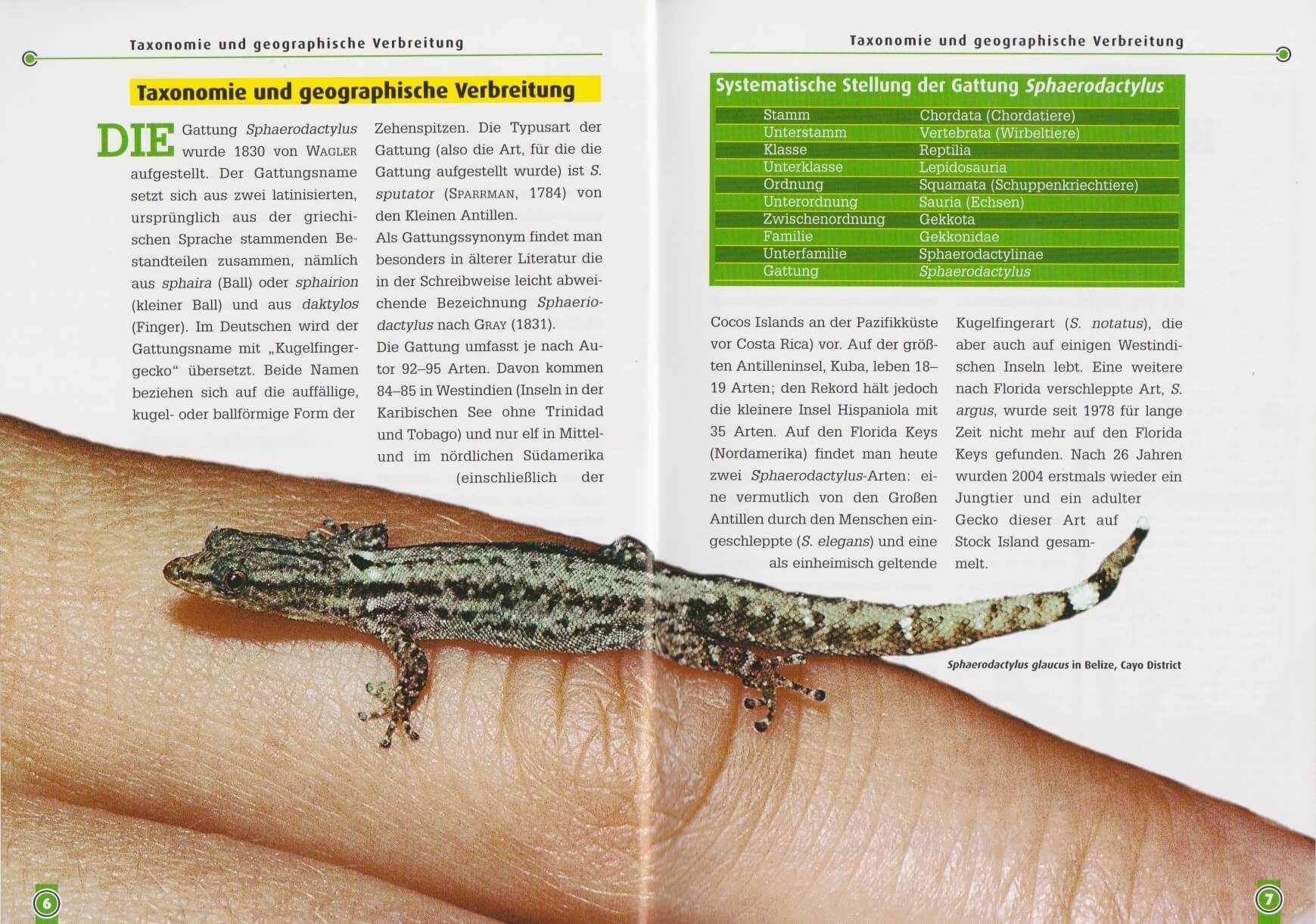 Beispielinhalt (Bild) Kugelfingergeckos