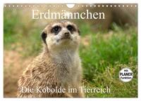 Vorderes Coverbild Erdmännchen - Die Kobolde im Tierreich (Wandkalender 2025 DIN A4 quer), CALVENDO Monatskalender