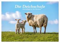Vorderes Coverbild Die Deichschafe. Deichpflege an der Nordsee (Wandkalender 2025 DIN A2 quer), CALVENDO Monatskalender