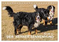 Vorderes Coverbild So ist er. Der Berner Sennenhund (Tischkalender 2025 DIN A5 quer), CALVENDO Monatskalender