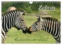 Vorderes Coverbild Zebras - Faszination der Wildnis (Wandkalender 2025 DIN A4 quer), CALVENDO Monatskalender
