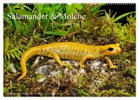 Vorderes Coverbild Salamander und Molche (Wandkalender 2025 DIN A2 quer), CALVENDO Monatskalender