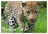 Vorderes Coverbild Raubkatzen (Wandkalender 2025 DIN A4 quer), CALVENDO Monatskalender