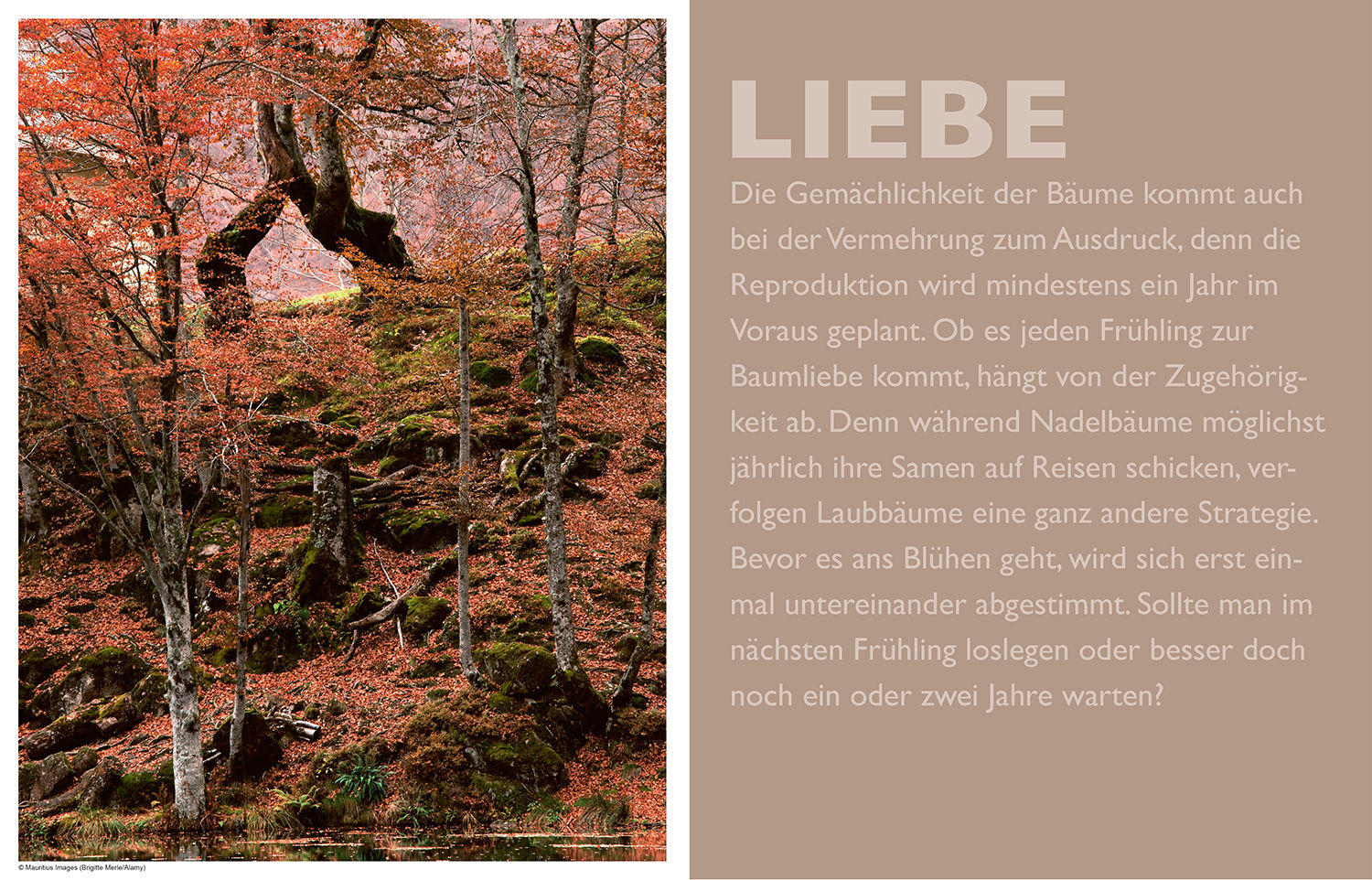 Beispielinhalt (Bild) Das geheime Leben der Bäume