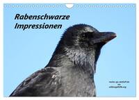 Vorderes Coverbild Rabenschwarze Impressionen - meike-ajo-dettlaff.de via wildvogelhlfe.org (Wandkalender 2025 DIN A4 quer), CALVENDO Monatskalender