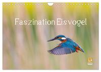 Vorderes Coverbild Faszination Eisvogel (Wandkalender 2025 DIN A4 quer), CALVENDO Monatskalender