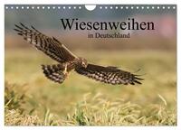Vorderes Coverbild Wiesenweihen in Deutschland (Wandkalender 2025 DIN A4 quer), CALVENDO Monatskalender