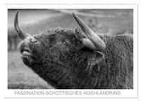 Vorderes Coverbild Faszination Schottisches Hochlandrind (Wandkalender 2025 DIN A2 quer), CALVENDO Monatskalender