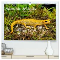 Vorderes Coverbild Salamander und Molche (hochwertiger Premium Wandkalender 2025 DIN A2 quer), Kunstdruck in Hochglanz