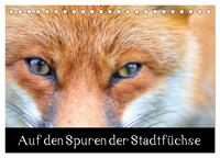 Vorderes Coverbild Auf den Spuren der Stadtfüchse (Tischkalender 2025 DIN A5 quer), CALVENDO Monatskalender