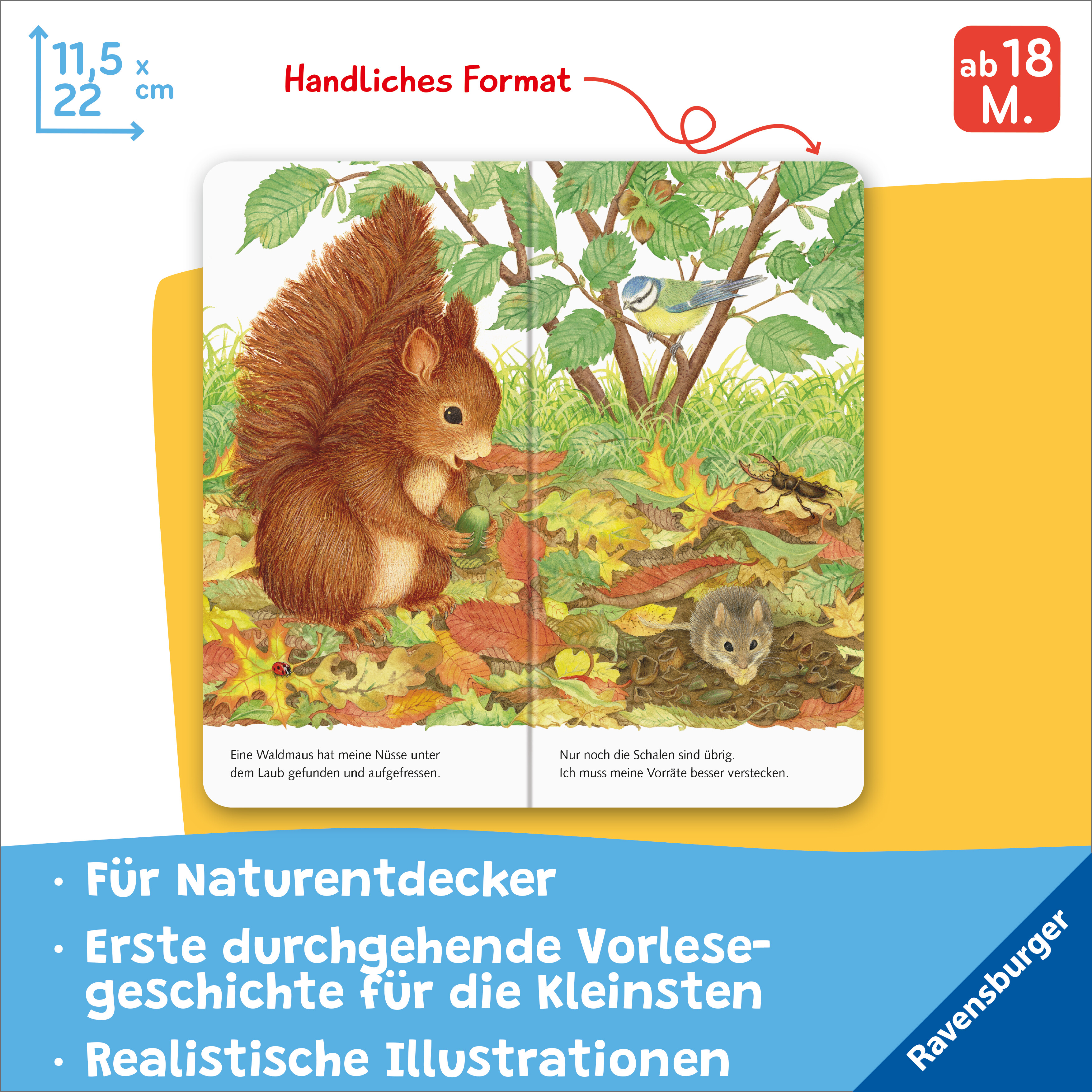Beispielinhalt (Bild) Ich bin das kleine Eichhörnchen