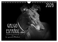 Vorderes Coverbild Galgo Español - der spanische Windhund 2026 (Wandkalender 2026 DIN A4 quer), CALVENDO Monatskalender
