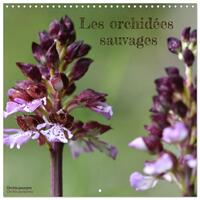 Vorderes Coverbild Les orchidées sauvages (Calendrier mural carré 2026 30x30 cm) Calendrier double avec une page pour vos prises de notes
