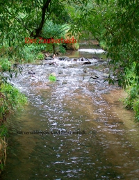 Vorderes Coverbild Der Zauberbach