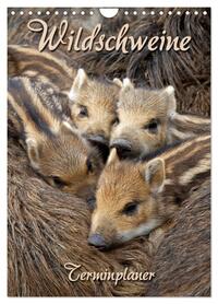 Vorderes Coverbild Wildschweine (Wandkalender 2026 DIN A4 hoch), CALVENDO Monatskalender